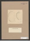 Surirella intercedens Grun. (de-Toni-Nr.: Genus 53, Species 2383) Zeichnungen Sammlung Grunow Nr. 4789 (NHMW-BOT-W0372928)